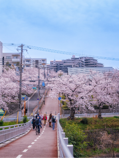 桜並木