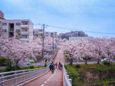 桜並木